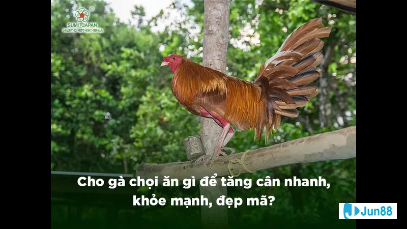 Bước 1: Xác định trạng cân và mục Bước 1: Xác định trạng cân và mục