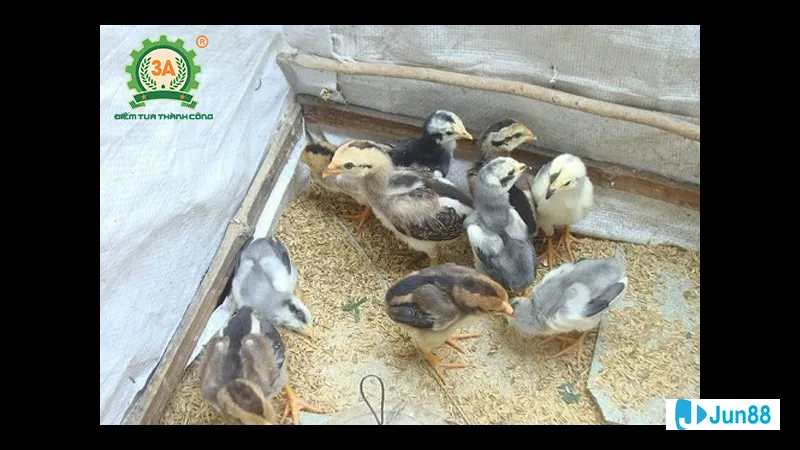 Gà chọi mới nở trên nền trấu Gà chọi mới nở trên nền trấu
