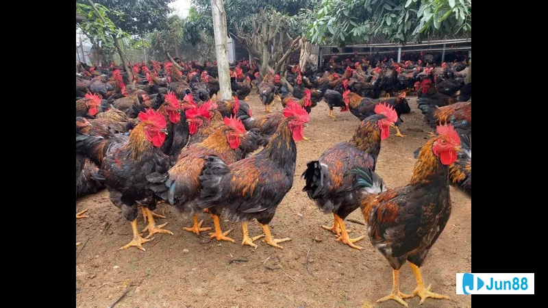 Gà úa với bộ lông đặc trưng Gà úa với bộ lông đặc trưng