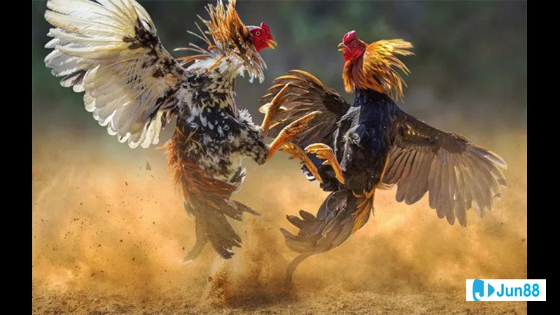 Chuẩn bị gà trong môi trường nuôi Chuẩn bị gà trong môi trường nuôi